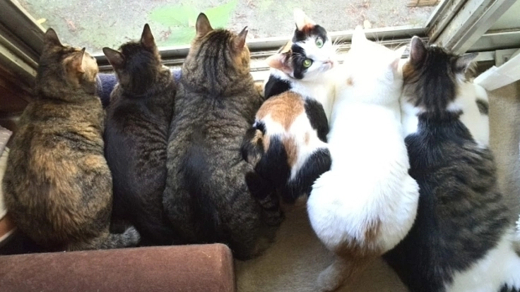 野良猫  不幸な子達を絶対救いたい‼️ 殺処分ゼロを目指して‼️