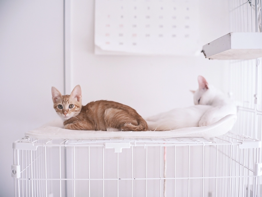 クラウドファンディング終了のご報告と御礼