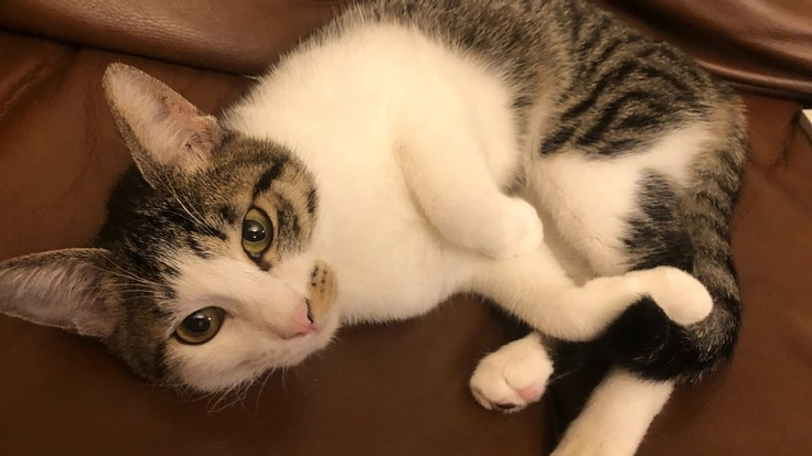 難病（FIP疑い）を抱えるシラス（1歳）を助けたいです。