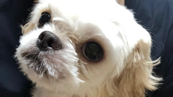 至急‼︎命を繋いで下さい!このままでは助からない命を繋いで下さい。