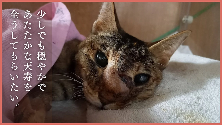 アニマルサードアイズ│生き場を失くした老猫や傷病猫にも幸せな生涯を 3枚目