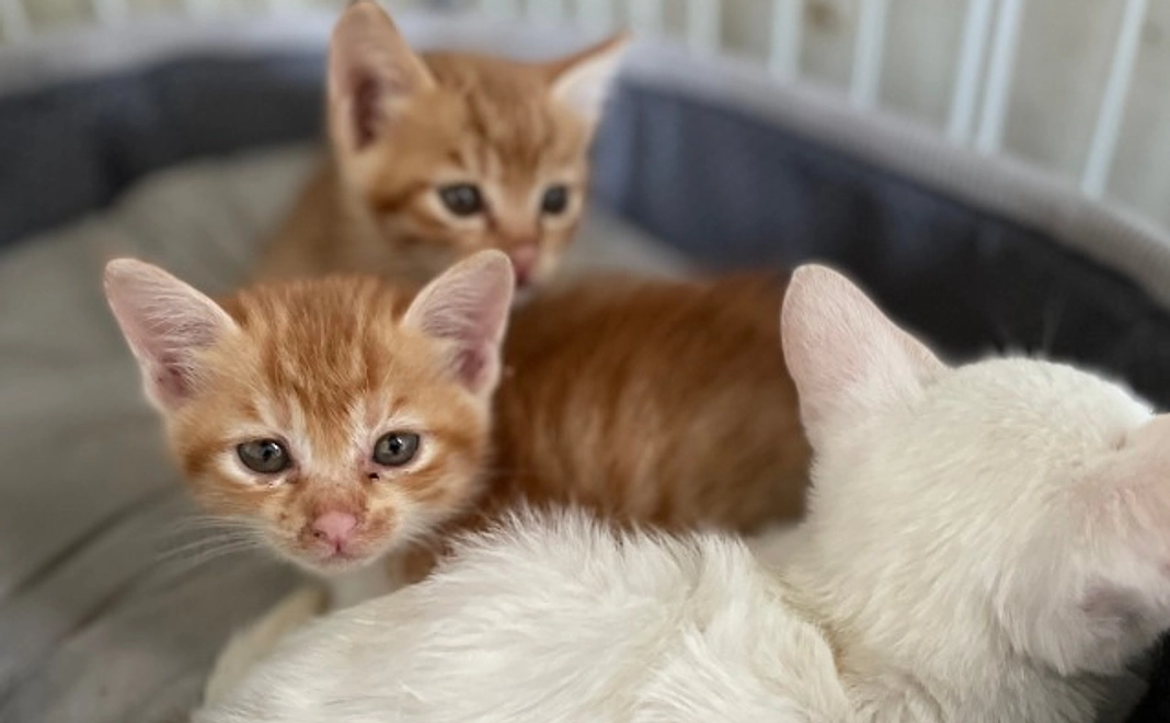 全力応援コース｜3千円