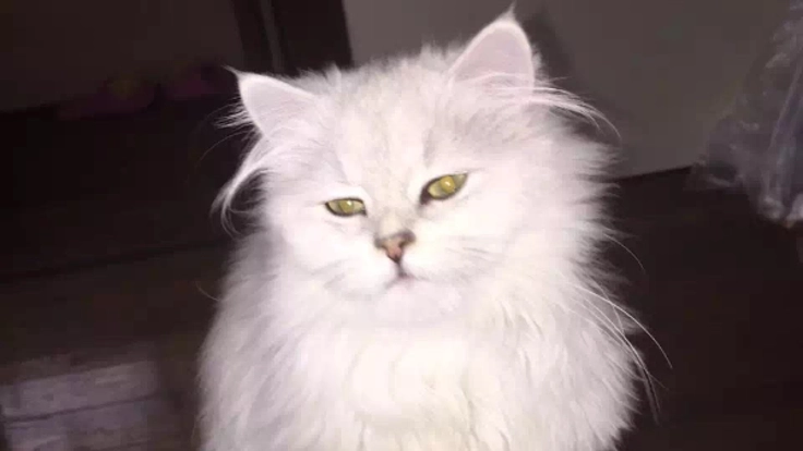 ナッティ（猫、ペルシャ、♀4歳）養育費