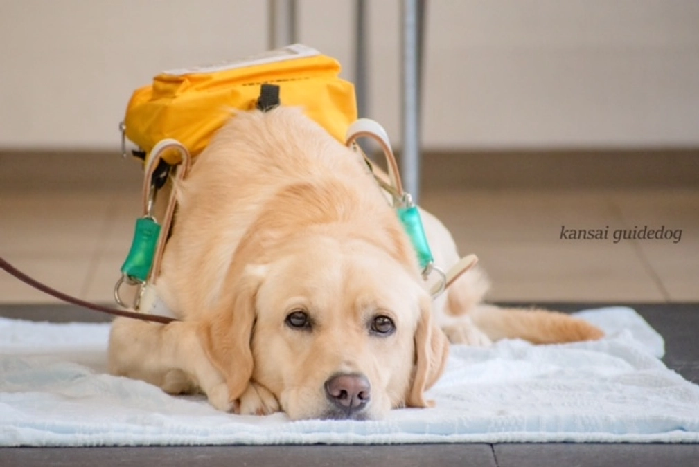 訓練犬たちの近況（２０２３／０９／２５）