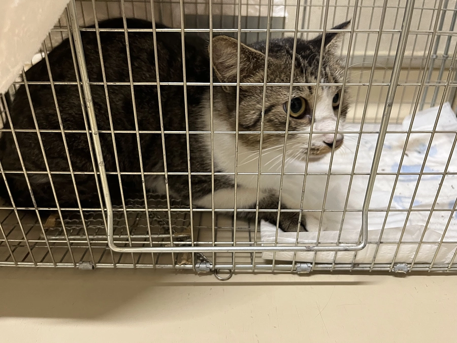 【活動報告】ゴミ屋敷で暮らす猫たち