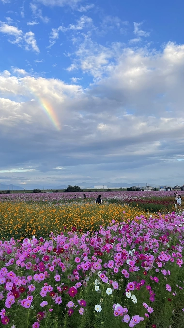 10/18コスモス広苑の様子