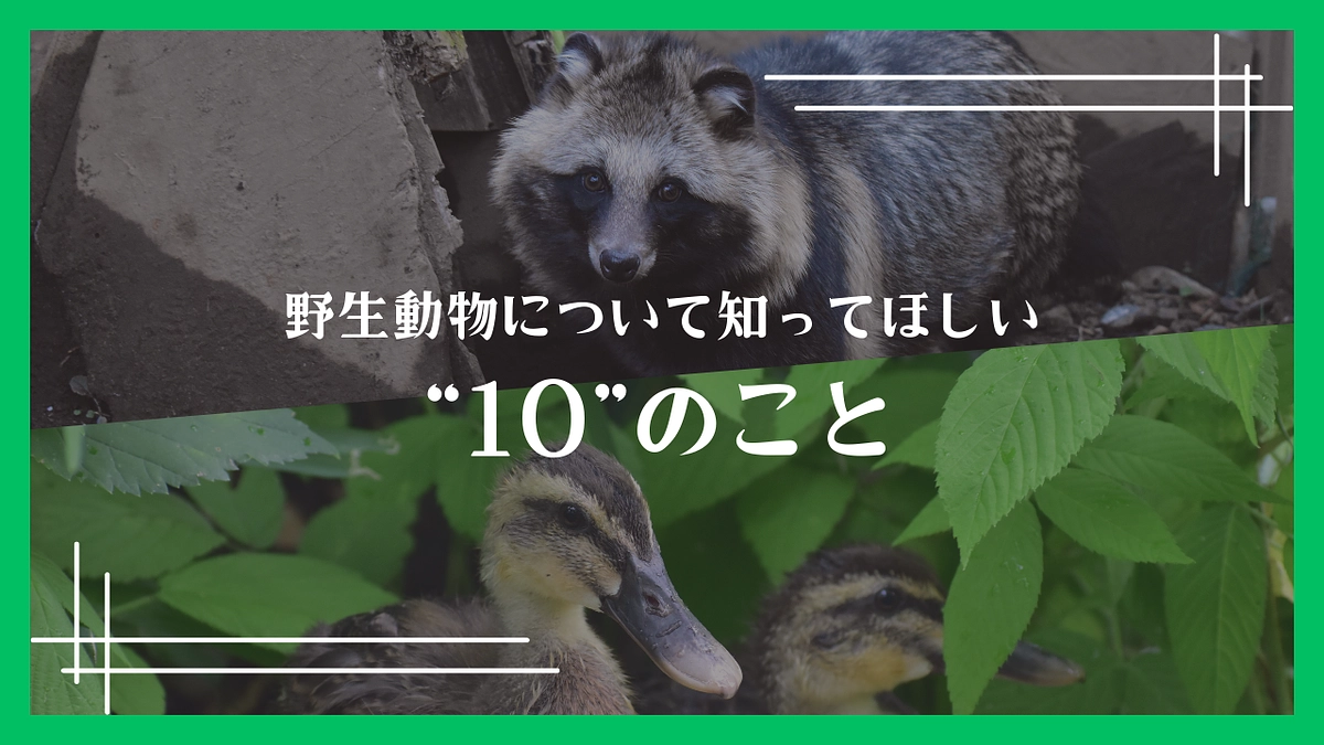 野生動物の保護について知ってほしい10のこと