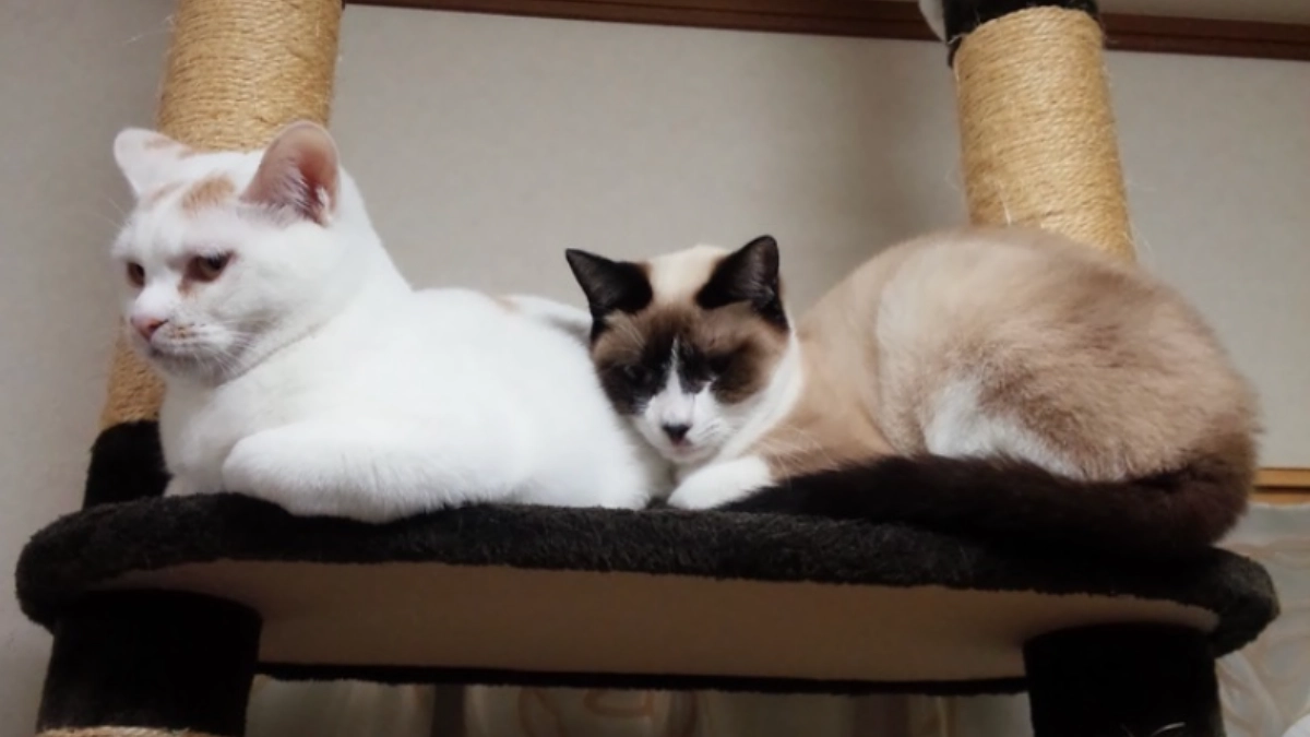 ボランティアスタッフによる応援リレーVol3