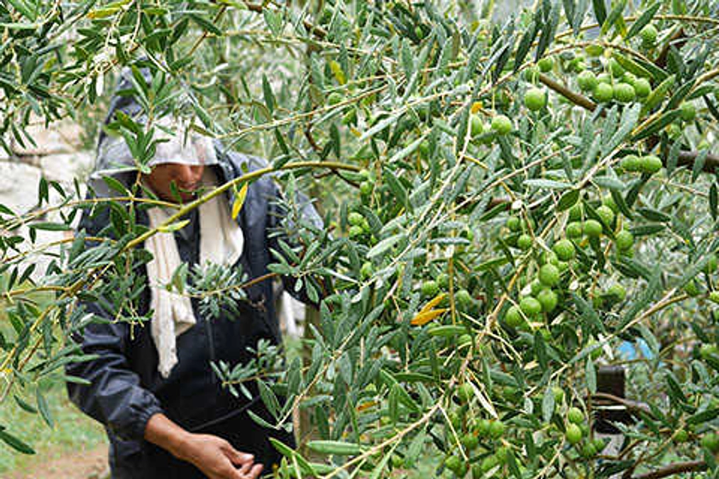 【リターン紹介】【日比谷音楽祭2024×オリーヴの森】リターン