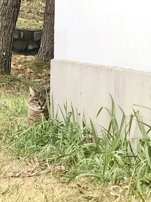 飼い主に2度棄てられた子　無事保護できました