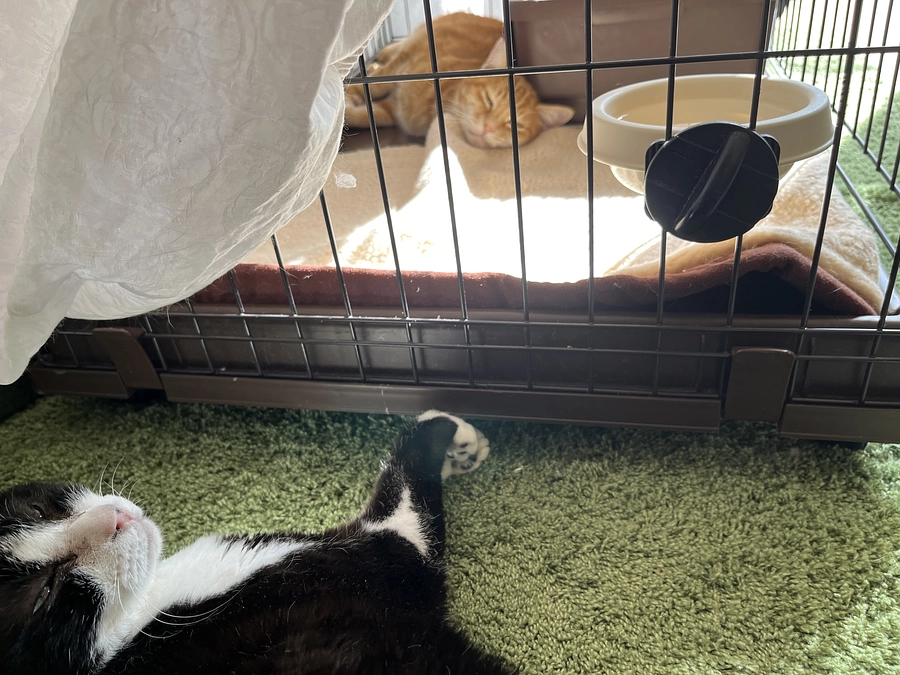 療養中の猫たちのケア