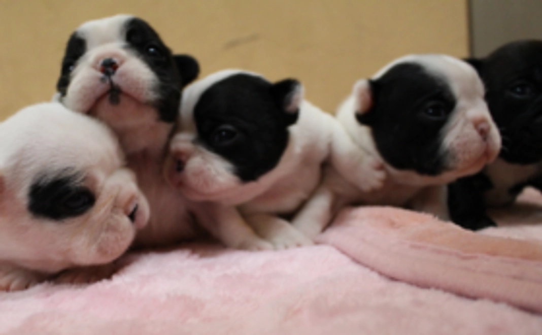 マルチーズ　A　コース