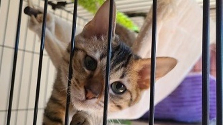 茨城の猫のための活動を支援してください