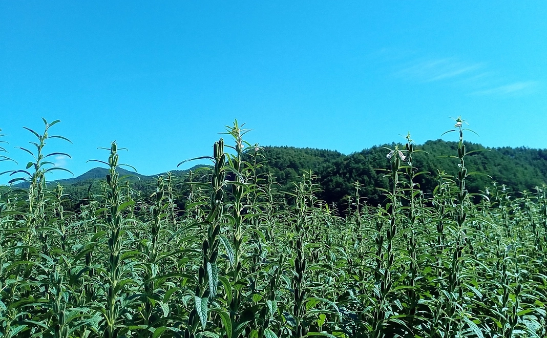 御礼【ごまの圃場見学コース 1~10名】