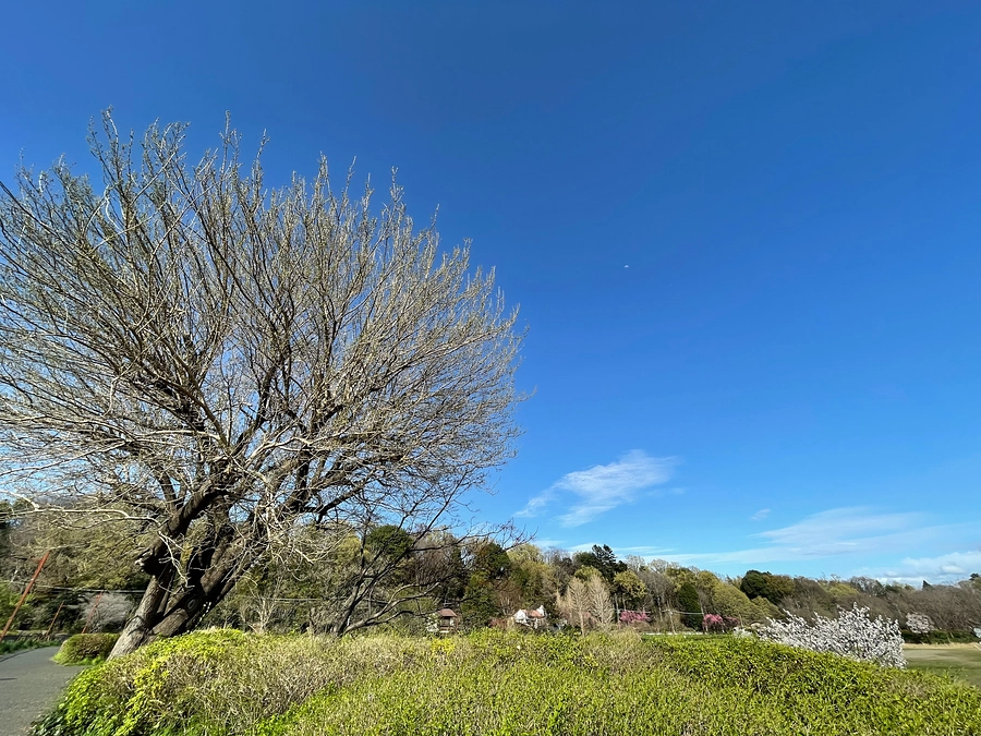 はけの森美術館の近くでフクロウの目撃情報が！｜クラファン終了まで残り７日！達成率70％超えました！