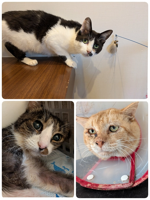 3匹の医療について