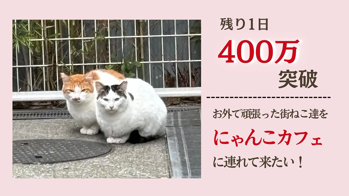 【400万突破 】お外で頑張った街ねこ達をカフェに連れて来たい！