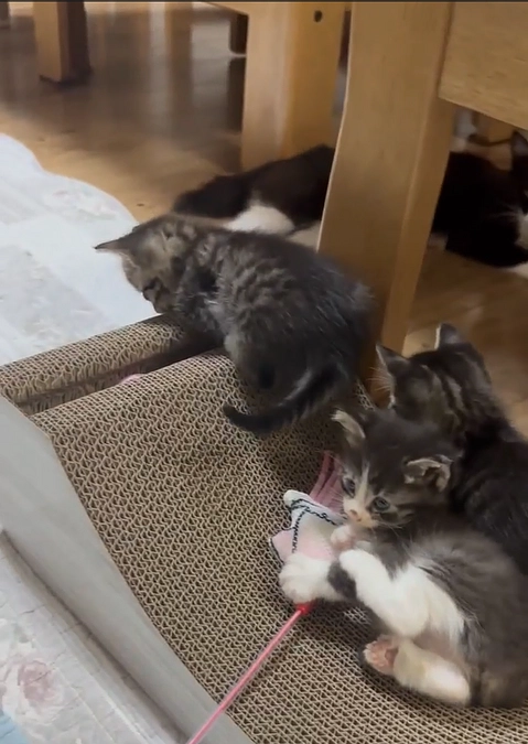 かわいそうだけでは助けられない　野良猫さんのこと㉘