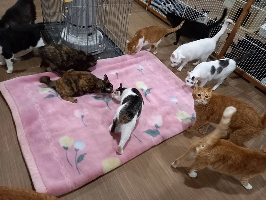 【残り1日！支援募集は明日の23時まで！】ストーブにあつまる猫たち。今年の冬はぬくぬくすごそうね。