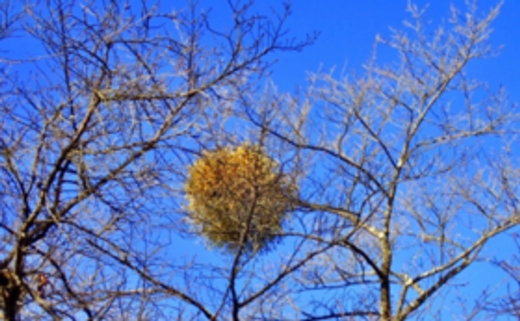 【全力応援】一緒にマミングサロンyadorigiを作ろう!