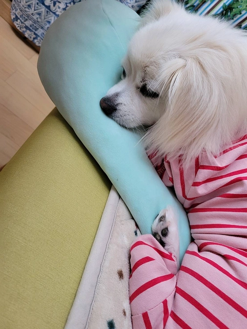 応援のお礼と今朝のハクちゃん🌸