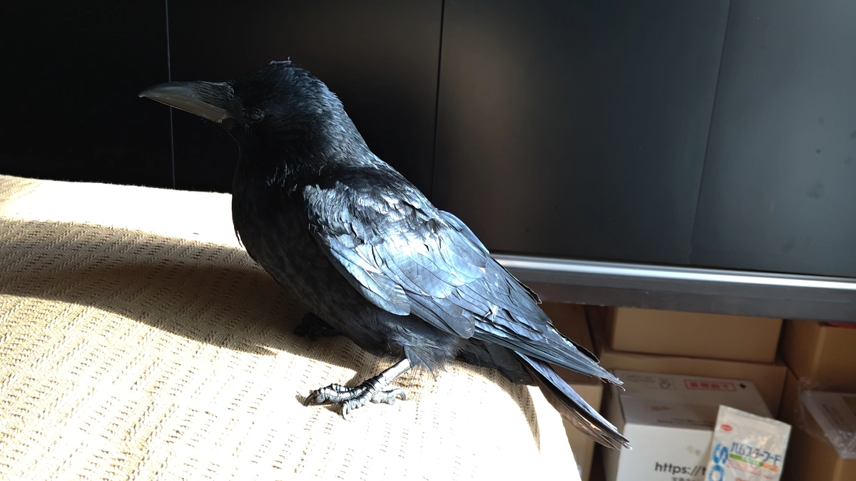 腸炎らしきカラスの保護と放鳥