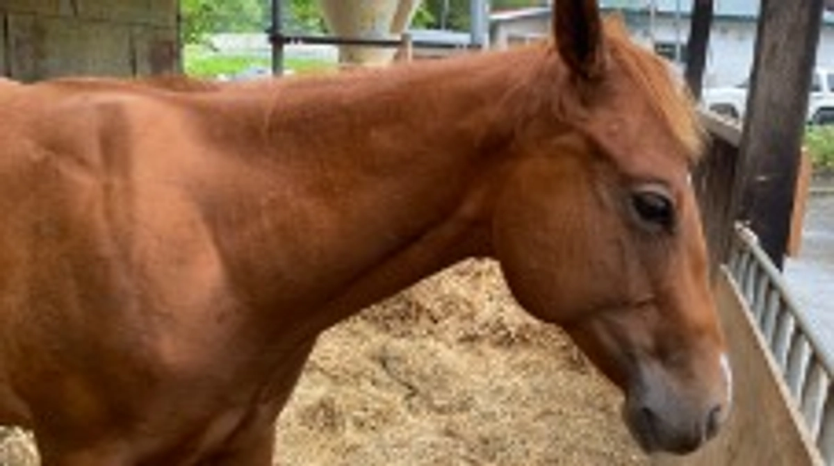 ライナーの病状について