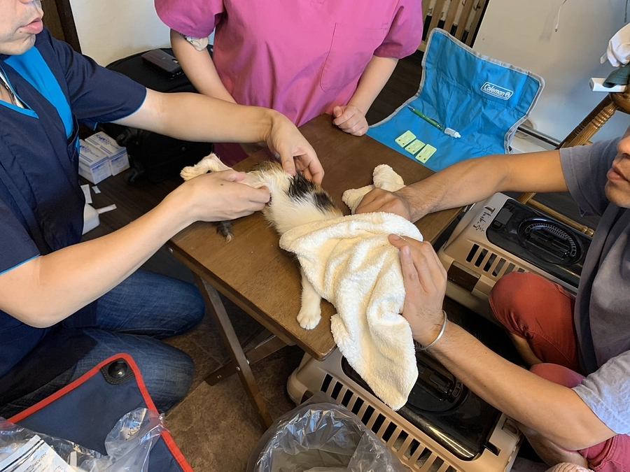 第７回久米島TNR.TNTAプロジェクトその後【No.7】