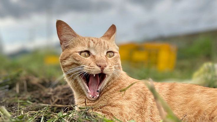 滋賀県東近江市を拠点とした農業、人々へのサービス提供