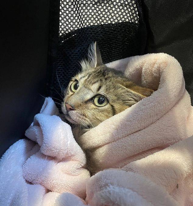 経過観察17日目、投薬終了2週間目の定期検診