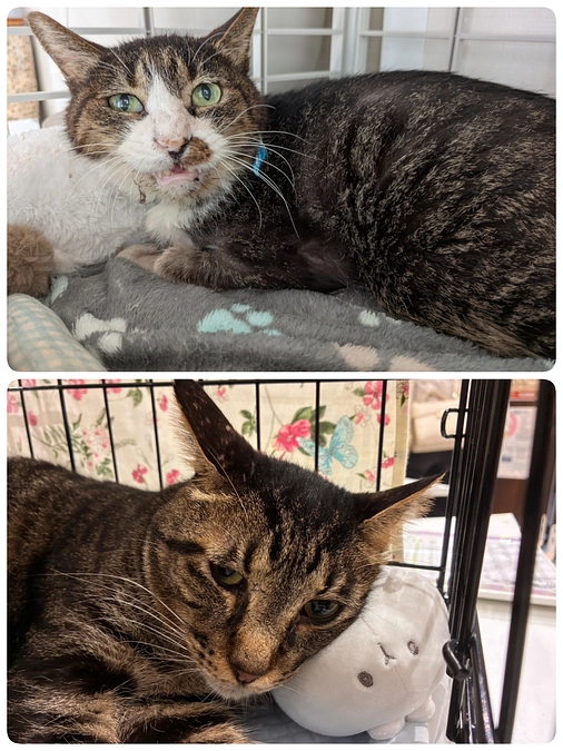 ［もなか君］の診療と［くりまんじゅう君］の抜歯