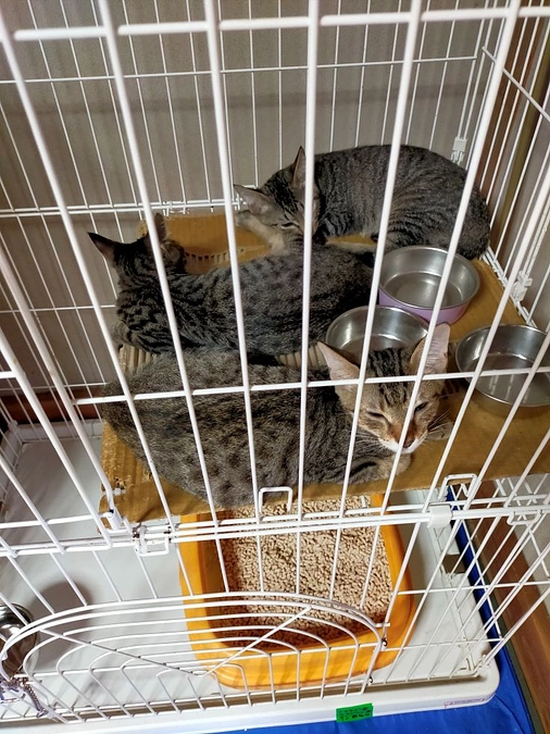 7月までの支出と活動報告をお知らせ致します。