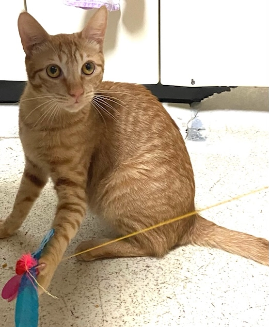 シナモン　FIP投薬終了まで後4日