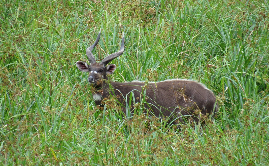 【野生動物を守る仲間!】密着フォローコース