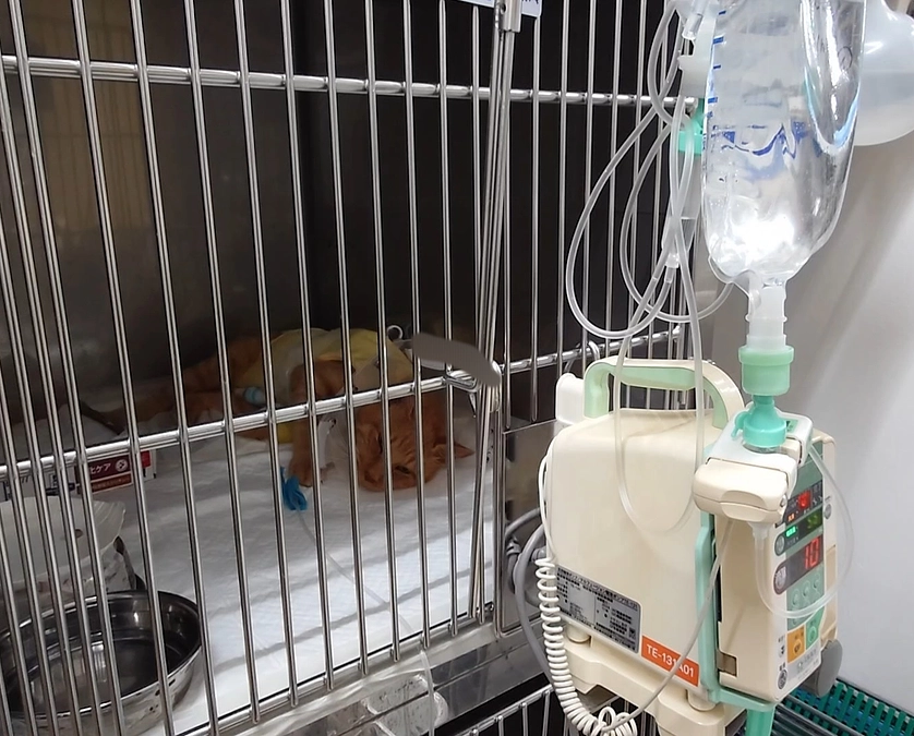 🐈ヨッちゃんそのまま入院する～病院編～🐈