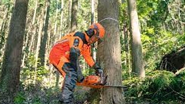 花粉症対策に取り組む林業事業者さんの人手不足を支援したい のトップ画像