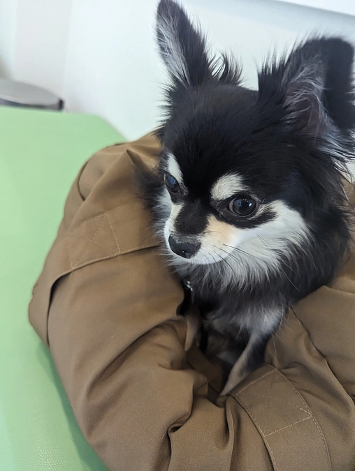 手術前最後の検診へ行ってきました！