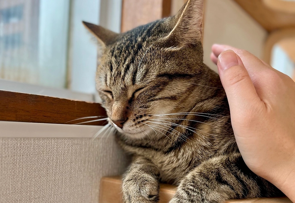 ボランティアスタッフ（K.Oさん）からの応援メッセージ紹介