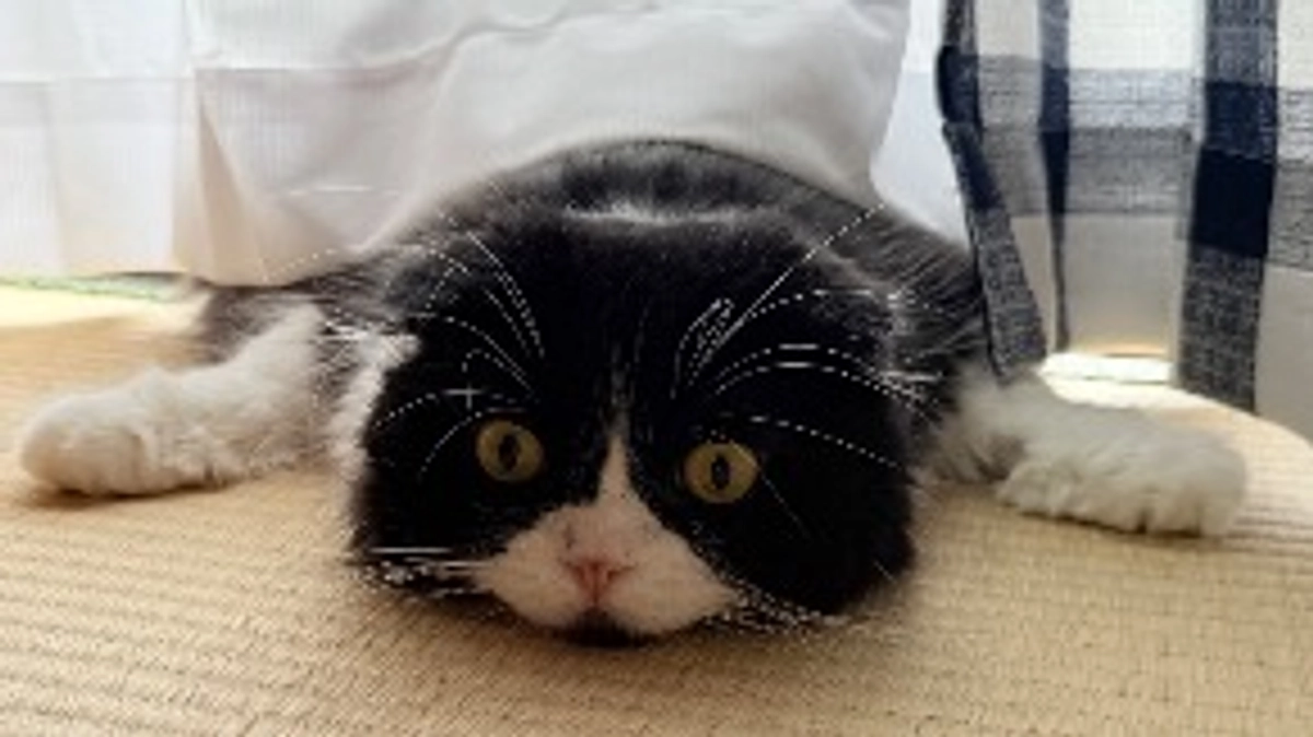 ししゃものお気に入りの場所