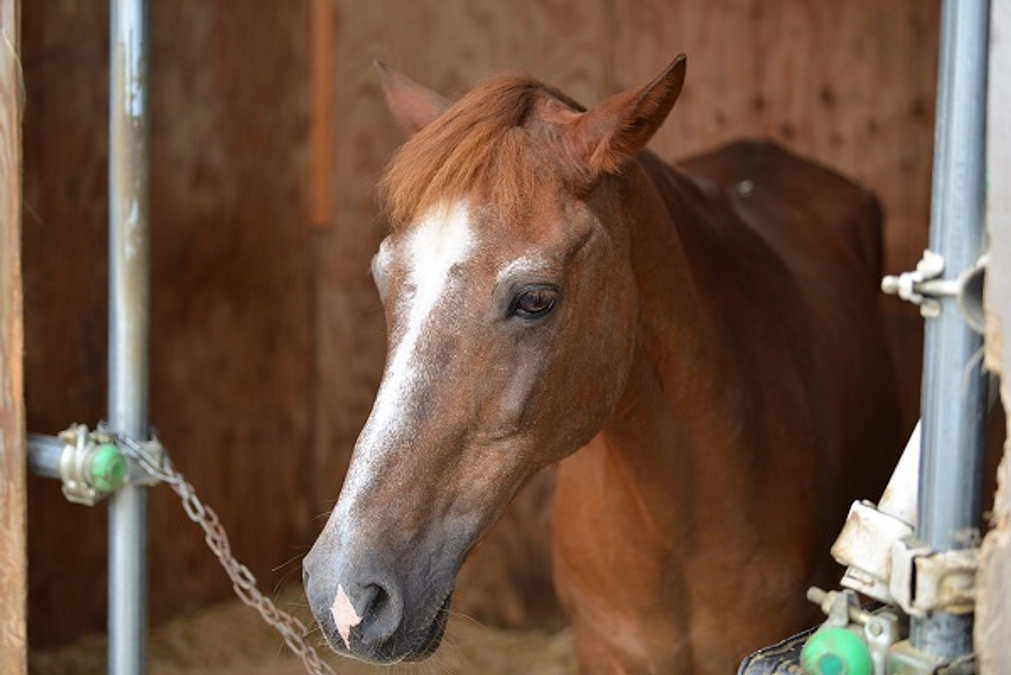 アヴニールファームにはどんな馬がいるの　part２