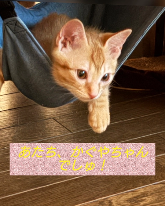 白血ウイルス陽性のかぐやちゃん㊗️陰転！