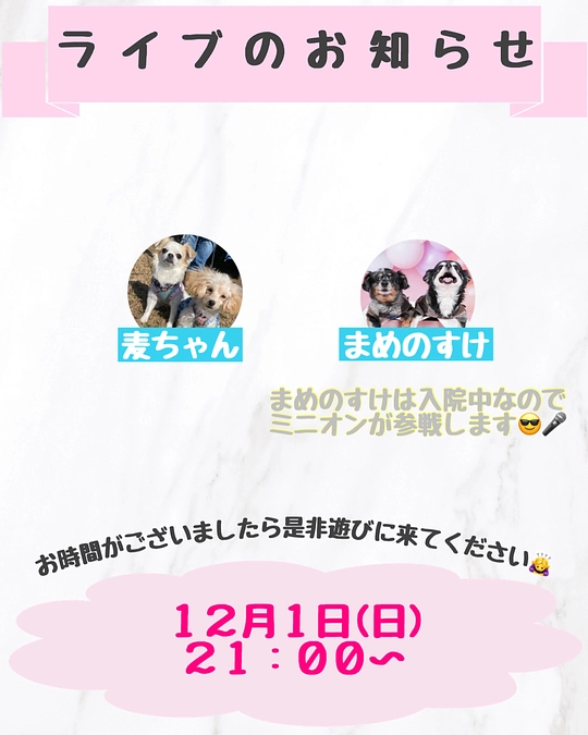 本日ライブします