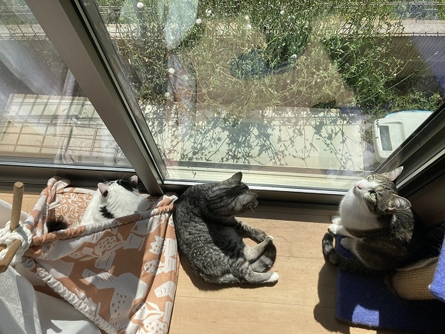 猫3匹の様子について