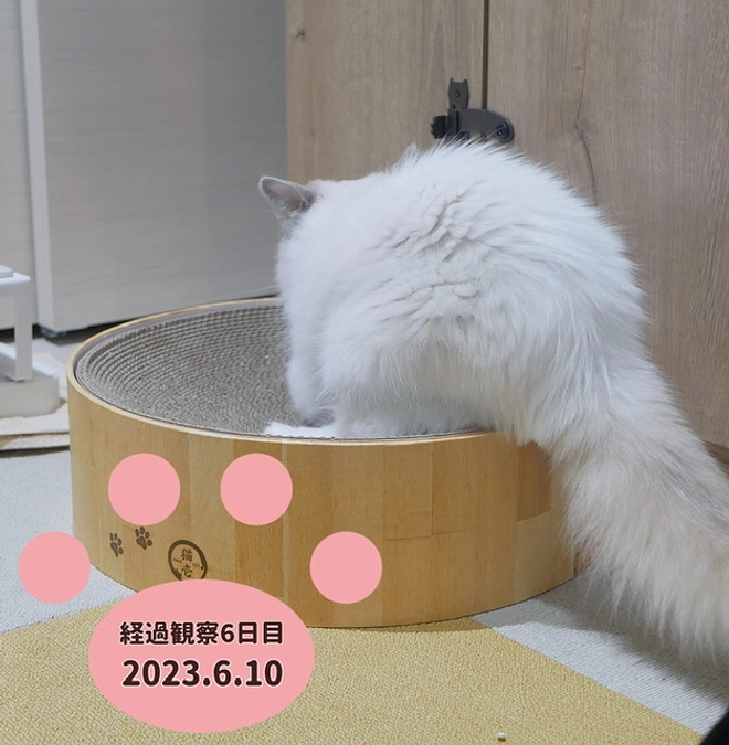 経過観察6日目(2023.6.10)