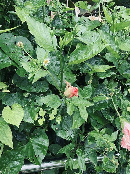 リターン発送について