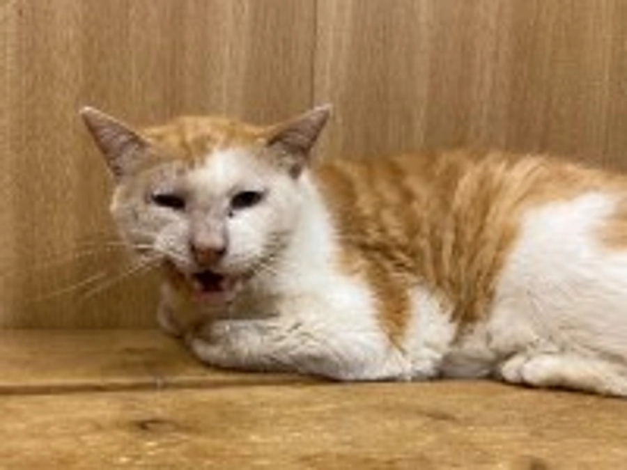 おその　再手術することになりました