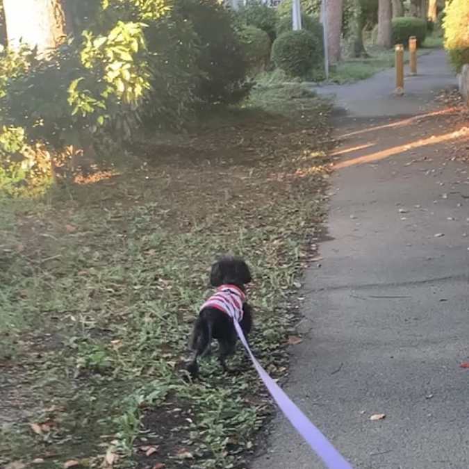 手術後のルーク