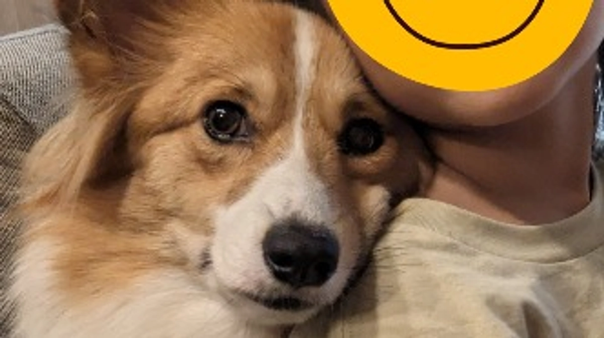 きっと今手術中です🐕