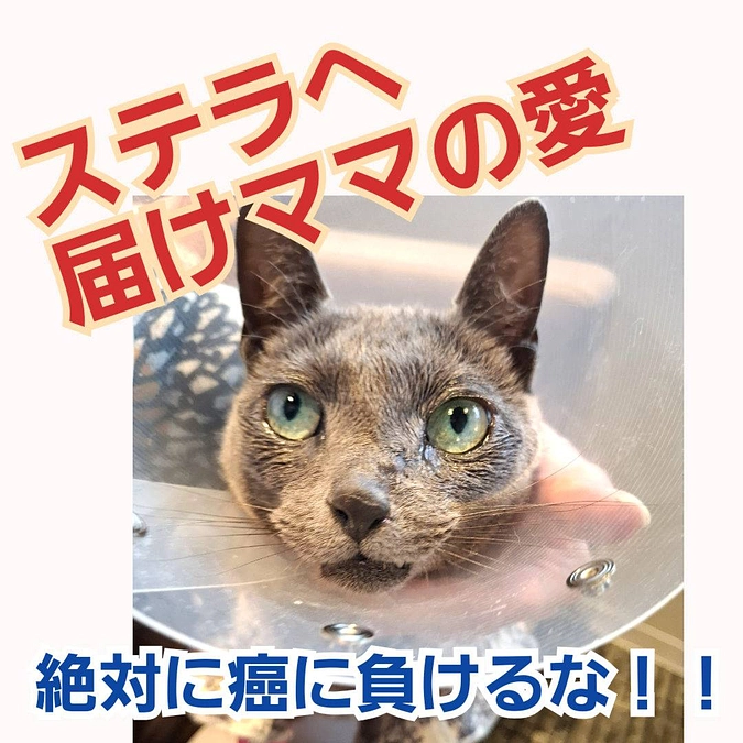 本日のご報告です