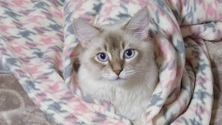 ラテ(１歳)心房中隔欠損症の手術費をご支援お願い致します。